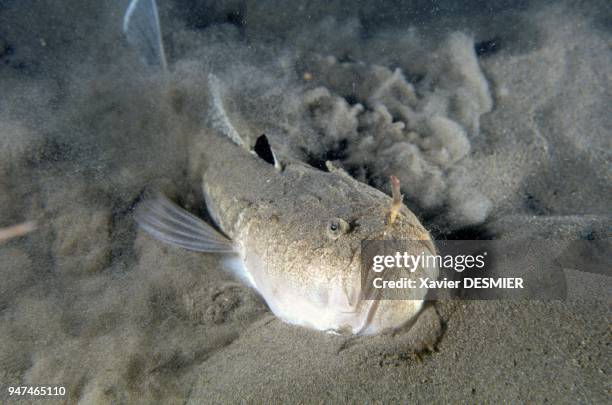 Uranoscopus or white scorpionfish on sandy bottom. Scorpionfish is a dangerous fish. Nature reserve of Scandola in the Mediterranean . Uranoscope ou...