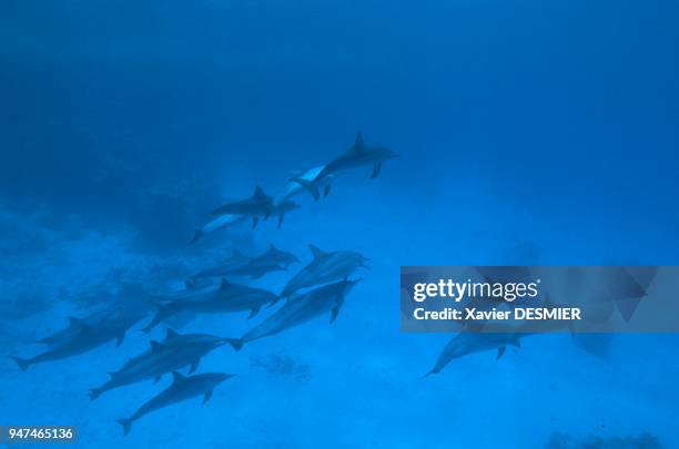 Mer Rouge en Egypte, Dauphins à long bec . Ils évoluent en bande au récif de Samadaï, un lieu idéal pour éduquer les jeunes et se reproduire à l'abri...