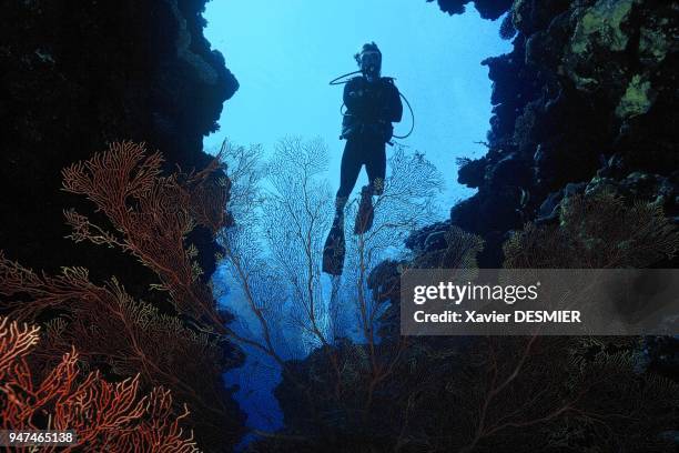 Scuba-diving tourism, a new source of rapid economic growth in New Caledonia. Nouvelle Calédonie, Un plongeur évolue dans une faille gargnie de...