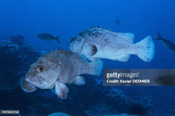 Clipperton atoll. Spotted grouper .This species is endemic in Clipperton. It is well represented on the atoll. Between the end of March and the...