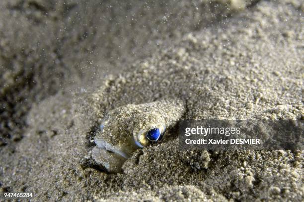 Small weever on sandy bottom. Weever is a dangerous fish. Nature reserve of Scandola in the Mediterranean . Petite vive sur fond sableux. La vive est...