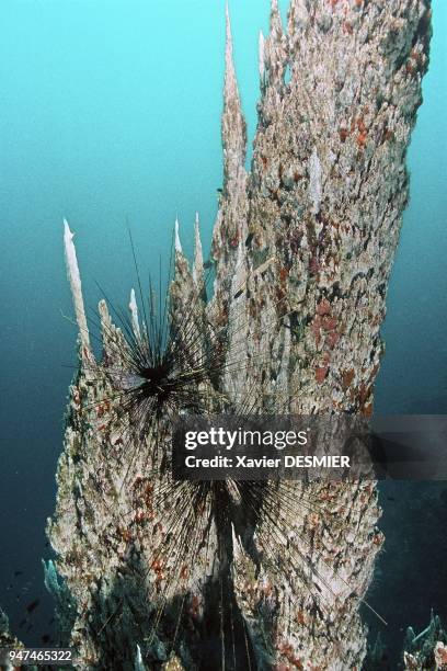 New Caledonia, the Prony Needle, a geothermal phenomenon. Nouvelle-Calédonie, baie de Prony au Sud de la Grande Terre, l'aiguille de Prony, phénomène...