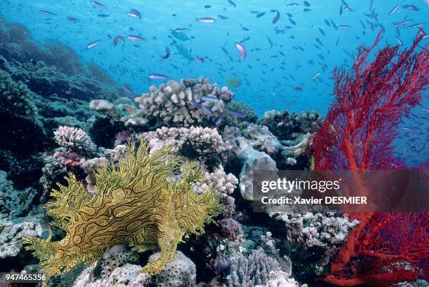 Lifou Island, a weedy scorpionfish , very rare. Nouvelle-Calédonie, Rencontre rare d'une rascasse Merlet . Elle à été identifiée pour la première...