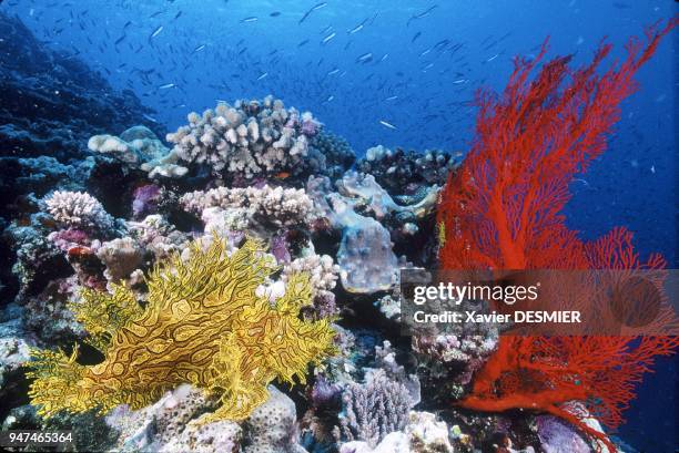 Rare merlet's scorpionfish was seen for the first time in Caledonia. Giant red gorgon. Scorpionfish is a dangerous fish. . Nouvelle-Calédonie,...