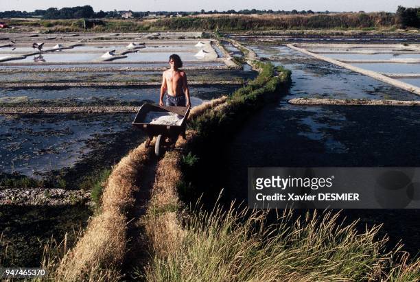 Marsh of Mess, harvesting coarse salt. Marais salants de "Guérande", Ramassage et transport du sel à la brouette, un travail pénible, sur la laduré ....