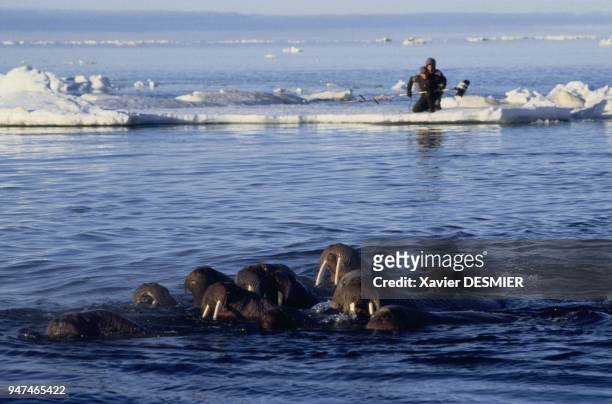 The cameraman David Reichert and his assistant Patrick Pain filming walrus south of Igloolik island and north of Foxe area, Nunavut territory,...