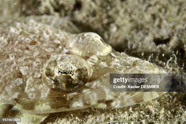 Crocodile fish , Lifou Island, New Caledonia. Nouvelle-Calédonie, Poisson-crocodile , île de Lifou .