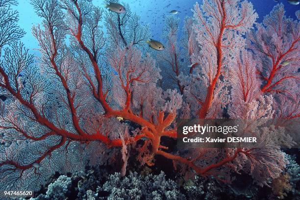 New Caledonia, the most beautiful fields of gorgonian are found here. Nouvelle-Calédonie, Gorgones , sur la pente externe du récif. Au Nord-Ouest de...