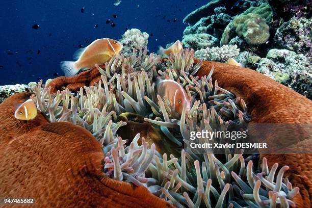 New Caledonia, clownfish and their anemone. Nouvelle-Calédonie, Poisson clown en symbiose avec son anémone rouge , replié sur elle-même. Pour se...