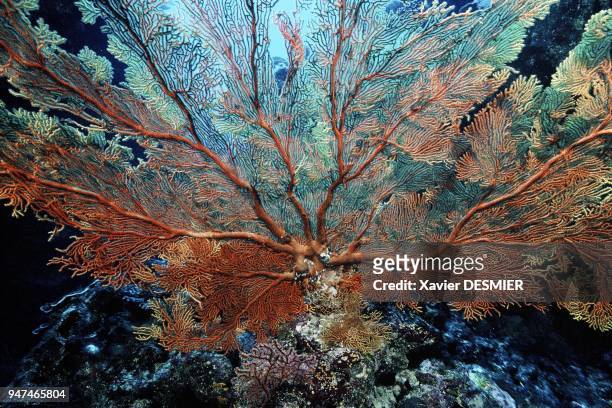 Gorgonian, Lifou Island, New Caledonia. Nouvelle-Calédonie, Une grande gorgone sur la pente externe du récif, par 35 mètres de fond. Les gorgones...