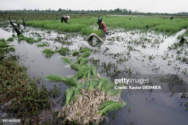 Mangrove de Guinée. S??paration des boutures de riz, avant repiquage. Campement de Sonf??, région de Dubreka. Le riz est cultiv?? sur les tannes de...