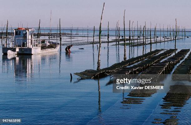 Bassin d'Arcachon, Ostréiculteur sur le parc à huîtres des Grahudes. Les perches en bois permettent aux ostréiculteurs de repérer les parcs à marée...