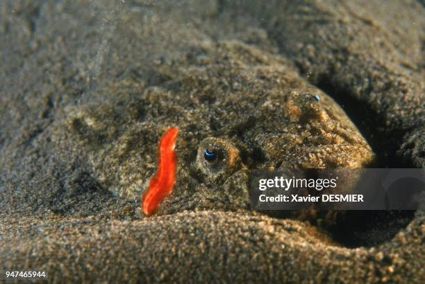 Uranoscope or white scorpionfish,hunting, lying in wait on sandy bottom. Scorpionfish is a dangerous fish. Nature reserve of Scandola in the...