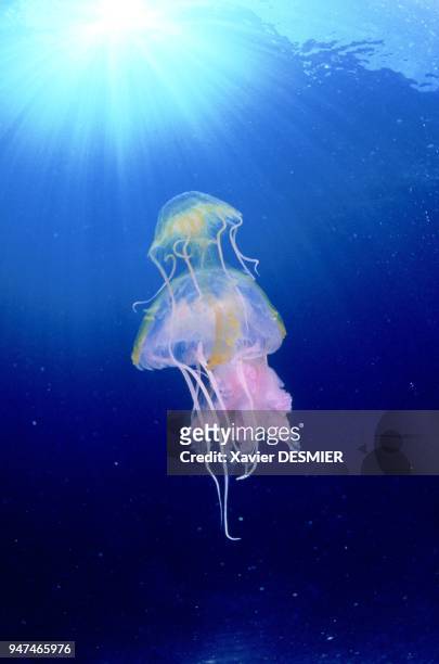 Comb jelly. Pelagia noctiluca and Chrysaora hysocella. Nature reserve of Scandola in the Mediterranean . Cnidaires. Pelagia noctiluca et Chrysaora...