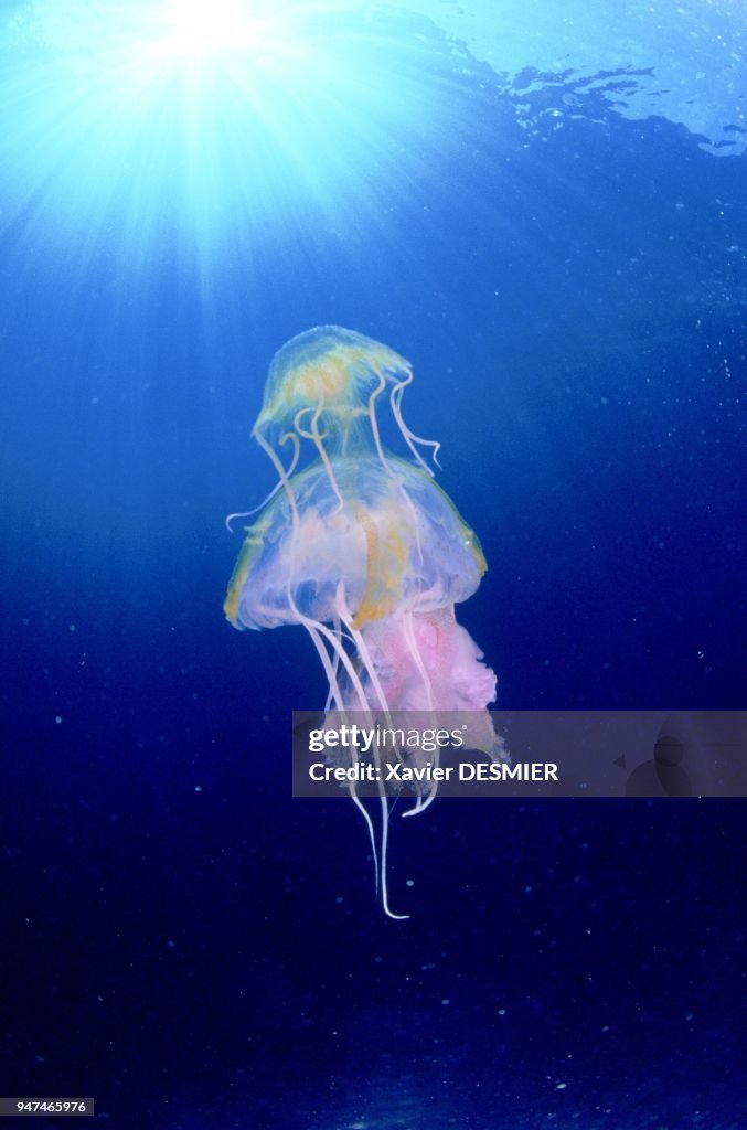 MEDUSE