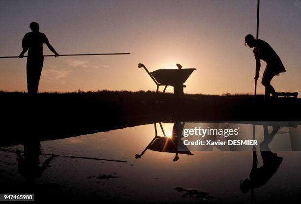 Fleur de sel harvester with a lousse . Marais salants de "Guérande", La "fleur" de sel est ramassée en soirée. C'est un dépot de sel qui se forme à...