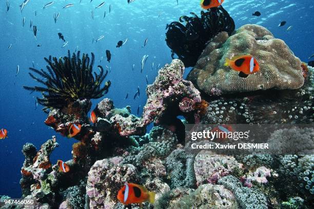 Clownfish and its anemone, , Lifou Island, New Caledonia. Nouvelle-Calédonie, Poissons-clowns bistrés et deux crinoïdes qui font partie des...