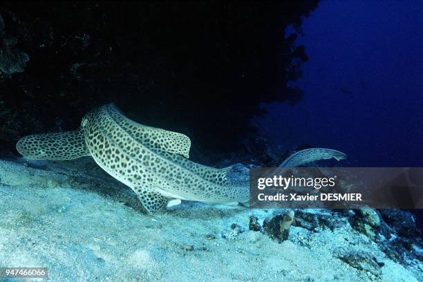 Leopard shark , Lifou Island, New Caledonia. Nouvelle-Calédonie, Un requin-léopard posé sur le fond. Ce requin est inofensif pour l'homme il se...