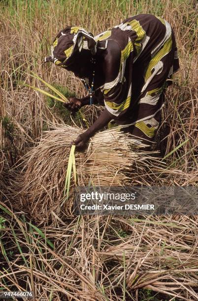 "Mangrove de Guinée. La "Marraine", femme importante du village de Marara. Elle lie ses épis de riz, à la fin de la saison de pluie dans son champ...