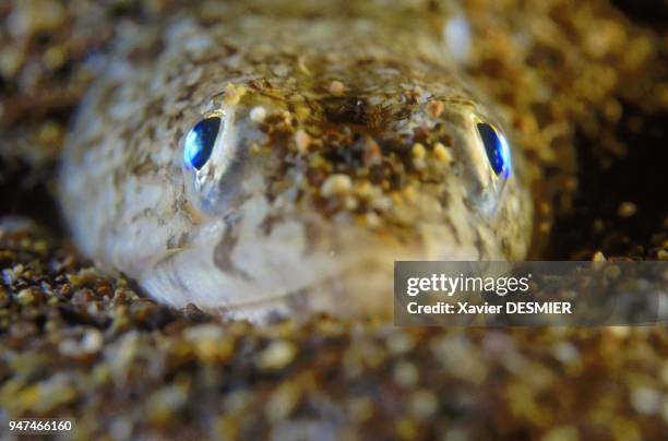 Lizardfish on sandy bottom. Nature reserve of Scandola in the Mediterranean . Poisson lézard sur fond sableux. Réserve naturelle de Scandola en mer...