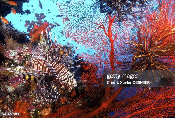 Pterois volitans. Scorpionfish is a dangerous fish. Nouvelle-Calédonie, Rascasse volante au milieu d'un bouquet de gorgones . Quelques crinoïdes sont...