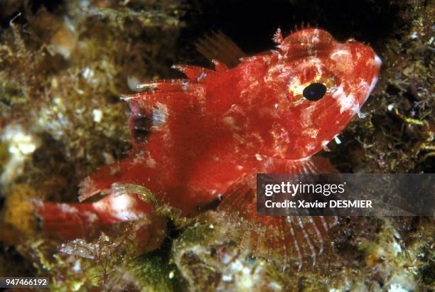 Scorpaena notata. Scorpionfish is a dangerous fish. Nature reserve of Scandola in the Mediterranean . Rascasse pustuleuse . La rascasse est un...