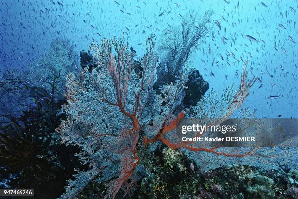 Gorgonian, Lifou Island, New Caledonia. Nouvelle-Calédonie, Gorgones , sur la pente externe du récif. Au Nord-Ouest de la Grande Terre, près de la...