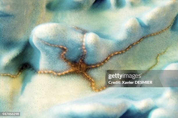 Ophiura on a madrepore coral. Lifou Island . Nouvelle-Calédonie, Une ophiure de la famille des échinodermes. Sur un corail madrépore. Au Nord de...