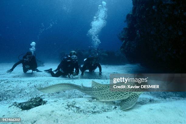 New Caledonia, Lifou Island, leopard shark . Nouvelle-Calédonie, Un requin-léopard posé sur le fond, devant un groupe de plongeurs. Ce requin est...