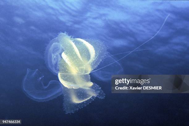 Comb jelly. Eucharis multicornis. Nature reserve of Scandola in the Mediterranean . Ctenaire. Eucharis multicornis. Réserve naturelle de Scandola en...