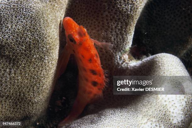 Clipperton atoll. Coral hawkfish protecting itself at night in the coral. Atoll de Clipperton. Coral hawkfish , espèce endémique de Clipperton se...