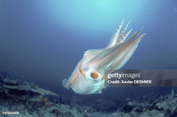 Giant cuttlefish which can reach 1 metre, taking flight. Palau archipelago . Seiche géante, pouvant atteindre un mètre, en fuite. Archipel de Palau .
