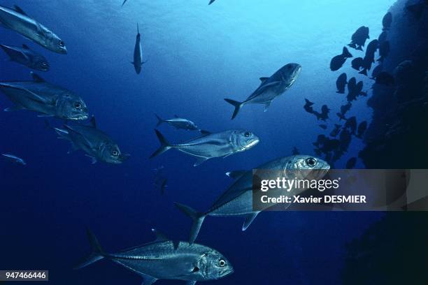 Black trevally , Lifou Island, New Caledonia. Nouvelle-Calédonie, Banc de carangues voraces dans la passe de la Gazelle. Plusieurs dizaines...