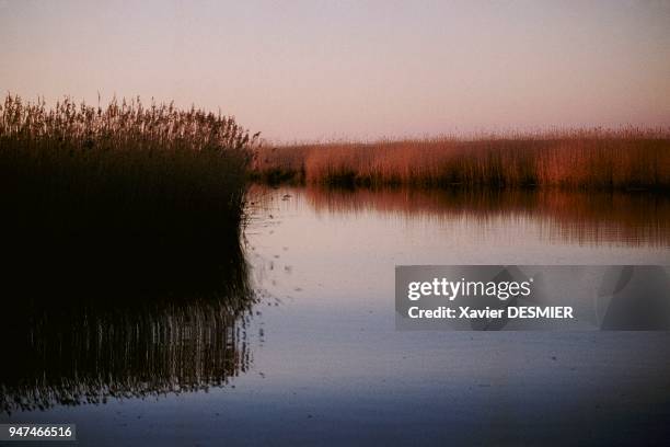 Bassin d'Arcachon, L'embouchure de la rivière l'Eyre et ses roselières. C'est une étape, une aire de repos, pour des milliers d'oiseaux migrateurs en...