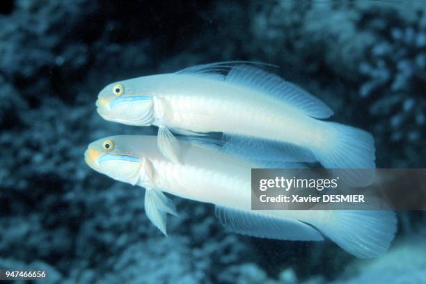 Goby with blue stripes . Lifou Island . Nouvelle-Calédonie, Gobies à raie bleue . Ils vivent généralement par deux. Au Nord de l'île de Lifou .