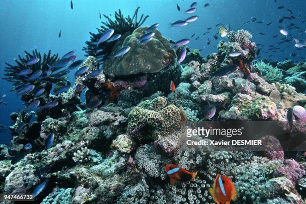 Clownfish and its anemone, , Lifou Island, New Caledonia. Nouvelle-Calédonie, Poissons-clowns bistrés et deux crinoïdes qui font partie des...
