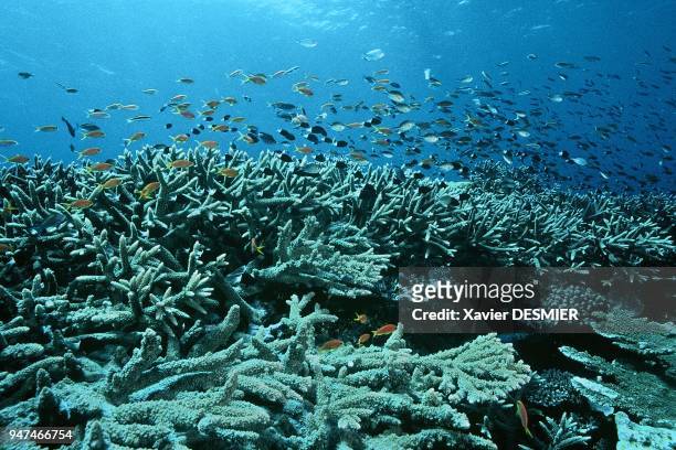 Coral barrier reef, Lifou Island, New Caledonia. Nouvelle-Calédonie, En bordure de récif, sur le haut d'une pente douce, un enchevêtrement de...