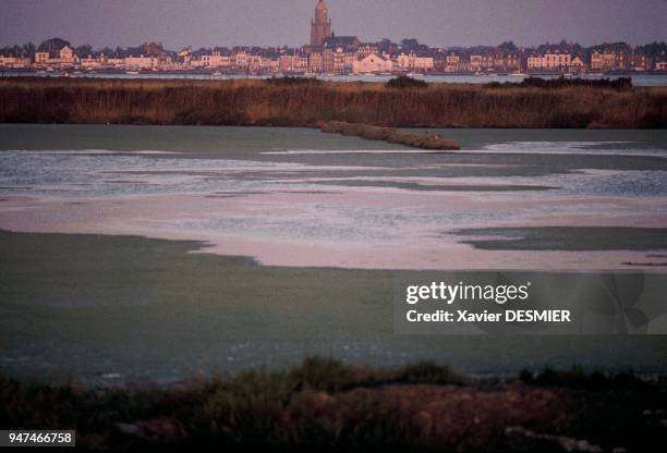 Batz-sur-Mer's bell tower and the marshes of Guerande. Marais salants de Guérande, Quelques vieux marais sont à l'abandon, une mane pour la faune...