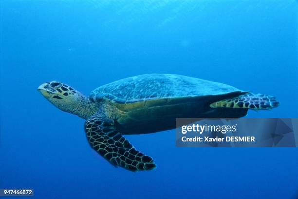 Nouvelle-Calédonie, La tortue verte se rencontre aussi bien aux abords des passes qu'à l'intérieur du lagon où l'hiver austral la surprendra dans ses...
