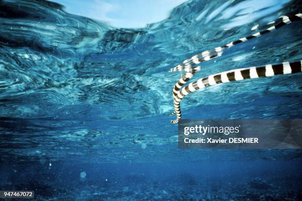 Banded sea snake, which bite is mortal but not much agressive. Lifou Island . Le tricot rayé, paisible serpent de mer du genre laticanda. Il se cache...