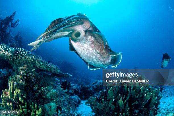 Giant cuttlefish. Palau, Micronesia. Seiches géantes. Palau, Micronésie.