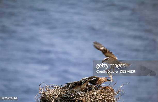 Scandola Nature Reserve, Corsica, male bringing a mulet back to the nest and young ospreys in the nest. Réserve naturelle de Scandola, Corse, mâle...