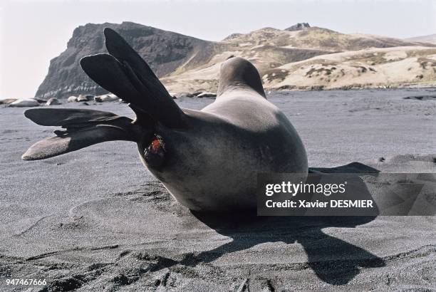 Possession Island. Birth of a young elephant seal . Contractions, pain, births are usually quick, lasting about fifteen minutes. Newborns come out...