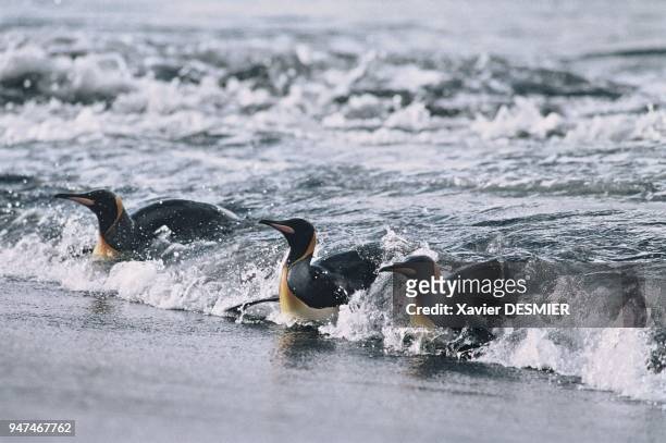 Clumsy on dry land, king penguins literally fly under water. Full of fat, returning back to dry land after one or two weeks at sea is often...
