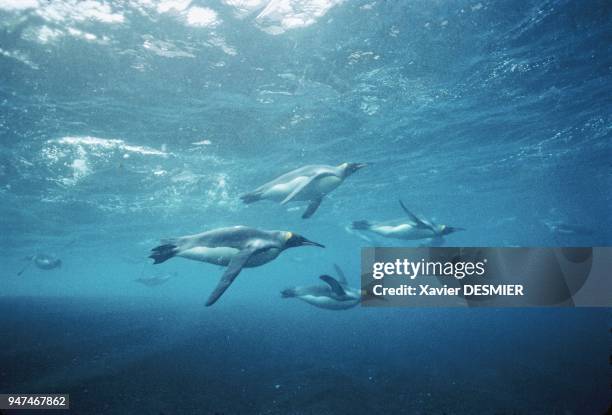 Possession Island. Swimming time. Even during the egg-laying and moulting period, penguins go out to sea in groups. Clumsy on land, they literally...