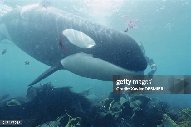 Without protection or subterfuges, the underwater meeting between man and killer whale requires self-control, knowledge of the animal, a trusting...