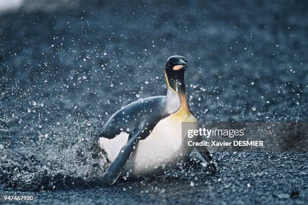 Clumsy on dry land, king penguins literally fly under water. Full of fat, returning back to dry land after one or two weeks at sea is often...