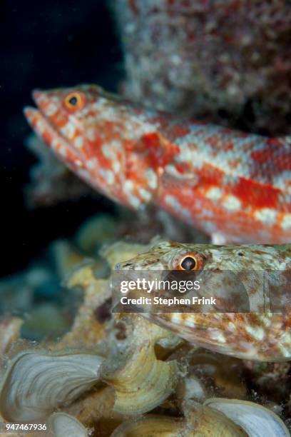 close up of two lizardfish, bottom- dwellers of the coral reef. - lizardfish stock pictures, royalty-free photos & images