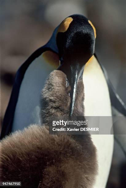 For King penguins , a single egg is incubated by both sexes for 54 days. The offspring is then raised for approximately 9 months, with fasting...