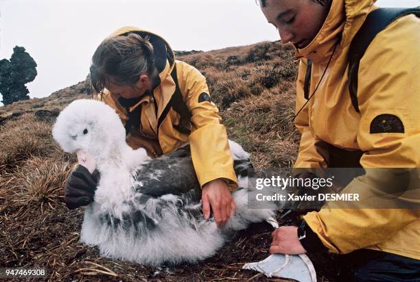 Christine and Delphine, the two women ornithologists, doing a systematic tagging of the bird populations on the island. Here they¿re tagging a giant...